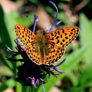 Meet your Posher, Claudine